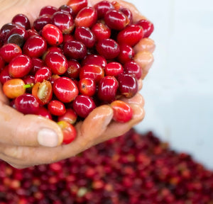 Ecuador coffee