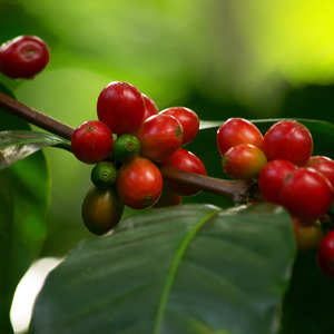 Coffee Cherry