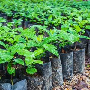Is it worth it to buy organic coffee beans?