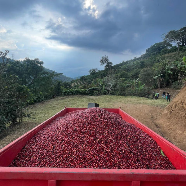 Coffee beans