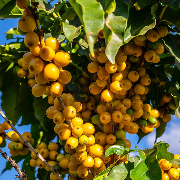 Organic Coffee